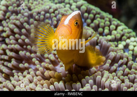 Orange skunk clownfish oder Orange anemonenfischen Amphiprion sandaracinos []. Puerto Galera, Philippinen. Stockfoto