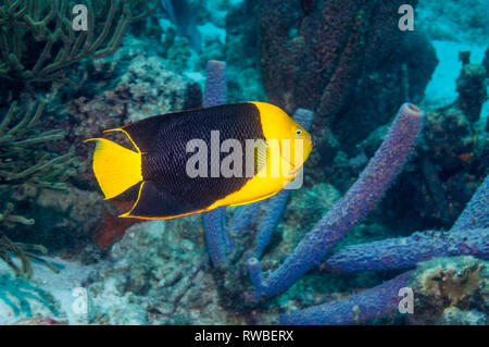 Rocky Schönheit (Holacanthus tricolor) schwimmen Vergangenheit Herd - Rohr Schwamm (Aplysina archeri). Bonaire, Niederländische Antillen, Karibik, Atlantik. Stockfoto