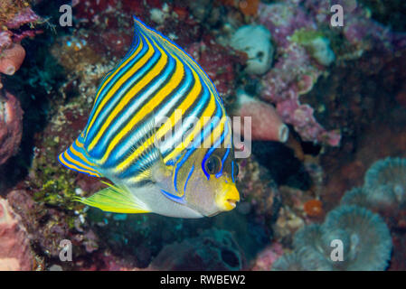 Regal angelfish Pomacanthus diacanthus []. Nord Sulawesi, Indonesien. Stockfoto