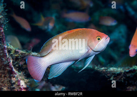 Stämmigen anthias Pseudanthias hypselosoma []. Puerto Galera, Philippinen. Indopazifik. Stockfoto