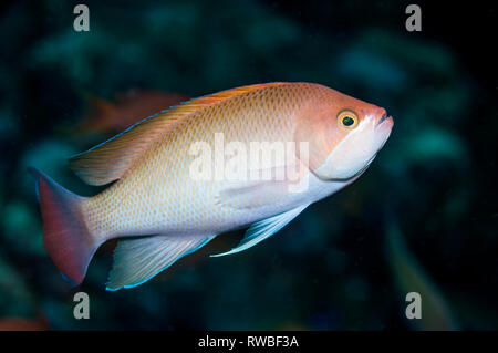 Stämmigen anthias Pseudanthias hypselosoma []. Puerto Galera, Philippinen. Indopazifik. Stockfoto