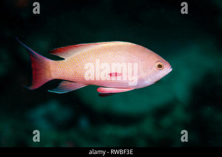 Stämmigen anthias Pseudanthias hypselosoma []. Puerto Galera, Philippinen. Indopazifik. Stockfoto