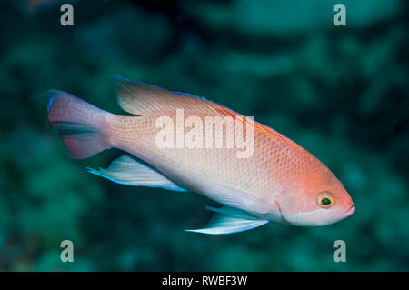 Stämmigen anthias Pseudanthias hypselosoma []. Puerto Galera, Philippinen. Indopazifik. Stockfoto