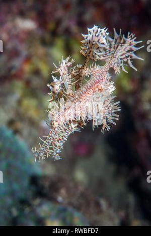 Harlekin oder verzierten unglaubliche Geisterpfeiffenfische [Solenostomus paradoxus], Paar. Weibchen Eier tragen in Bauchflossen. Nord Sulawesi, Indonesien. Stockfoto