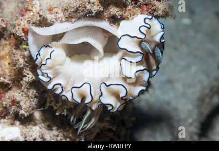 Nacktschnecken - Glossodoris atromarginata mit Eiern. Nord Sulawesi, Indonesien. Stockfoto