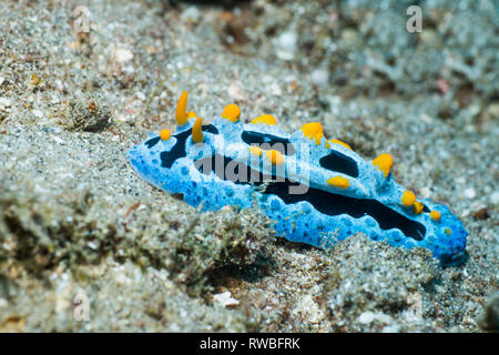 Nacktschnecken - Phyllidia coelestis. Nord Sulawesi, Indonesien. Stockfoto