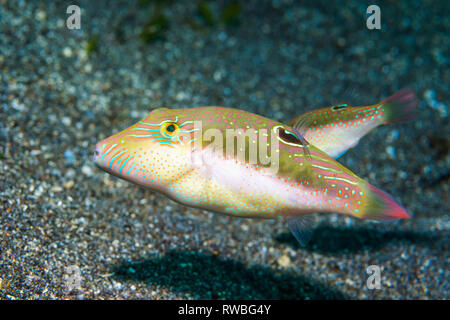 Die bennets Toby, Bennett's sharpnose Puffer [Canthigaster bennetti]. Nord Sulawesi, Indonesien. Stockfoto