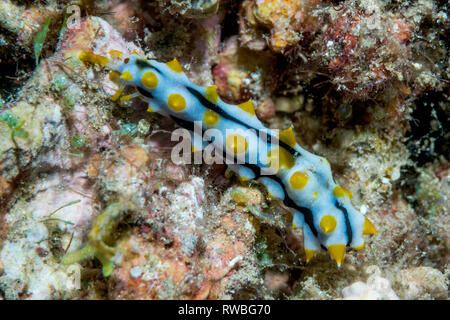 Graeff die Seegurke Jugendlicher [Bohadschia graeffei], juvenile ahmt nacktschnecken wie Phyllidia Ocellata. Nord Sulawesi, Indonesien. Stockfoto