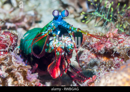 Peacock mantis Shrimp [Odontodactylus scyllarus] auf gehen Sie etwa auf Korallenriff. Puerto Galera, Philippinen. Stockfoto