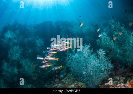 Zwei-Spot banded Snapper [Lutjanus biguttatus] über Korallenriff mit schwarzen Korallen. Triton Bay, West Papua, Indonesien. Stockfoto