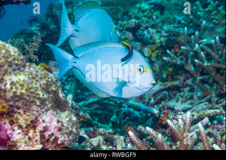 Streckender Doktorfische [Acanthurus mata] durch einen schwarzen Fleck cleaner Wrasse [Labroides pectoralis] gereinigt wird. Indonesien. Stockfoto