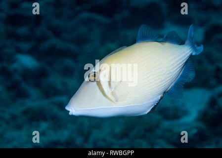 Scythe Drückerfische, Boomerang Drückerfisch [Sufflamen Bursa]. Nord Sulawesi, Indonesien. Stockfoto