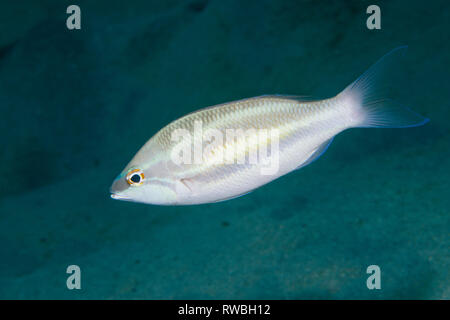 Drei-gestreiften whiptail, Kleine - gezahnte whiptail [Pentapodus trivittatus]. Nord Sulawesi, Indonesien. Stockfoto