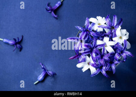 Hyazinthen Blumen mit Tau über auf blauem Hintergrund mit Kopie Raum, Ansicht von oben Stockfoto