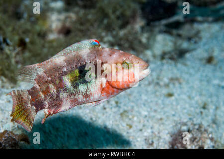 Zwei spot Lippfisch [Oxycheilinus bimaculatus]. Philippinen. Stockfoto