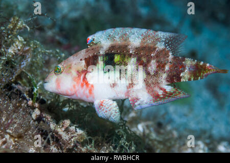 Zwei spot Lippfisch [Oxycheilinus bimaculatus]. Philippinen. Stockfoto