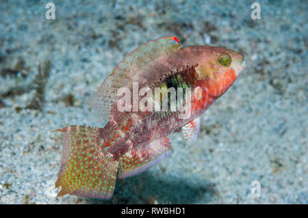 Zwei spot Lippfisch [Oxycheilinus bimaculatus]. Philippinen. Stockfoto