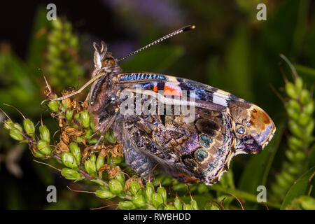 Unterseite eines Red Admiral Flügel Stockfoto