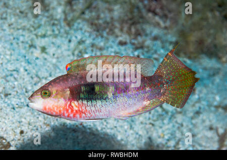 Zwei spot Lippfisch [Oxycheilinus bimaculatus]. Philippinen. Stockfoto