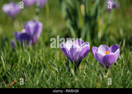 Lila krokusse unter das Gras an den Königlichen Botanischen Garten an einem sonnigen Tag, Edinburgh, Schottland wächst Stockfoto