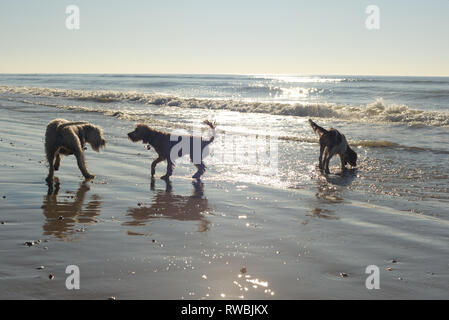 Drei Hunde zusammen spielen in den Wellen auf Hove Strand Stockfoto