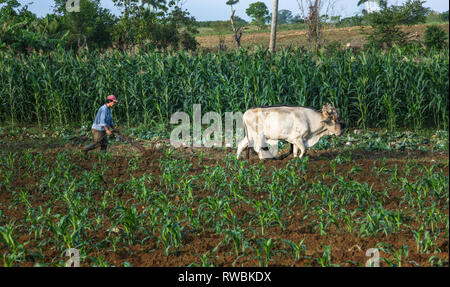 Artemisa, Kuba. 29. Mai 2009. Ein Landwirt pflügt Land mit Ochsen in Artemisa, Kuba. Stockfoto