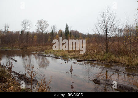 Schlammiges Wasser angemeldet Feldweg durch Waldrodung in ländlichen Wald, Lettland Stockfoto