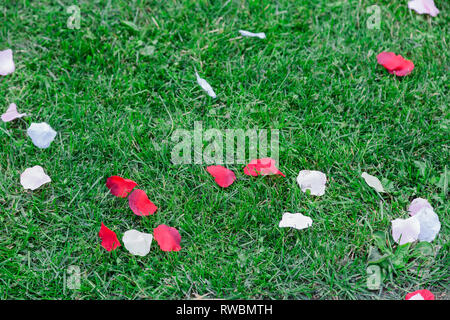 Die Textur der Grünen frisch gemähten getrimmt fließenden, natürlichen helles Gras, Englischer Rasen Felder und verstreut Blütenblätter von roten Blumen. Der Hintergrund. Stockfoto