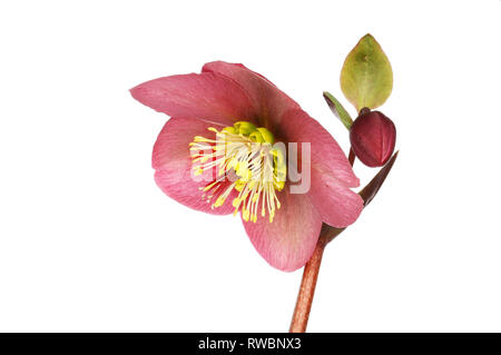 Akzentrot hellebore Blüte, Knospe und Blätter gegen Weiße isoliert Stockfoto