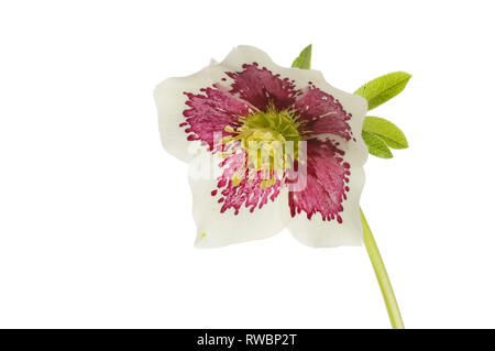 Single hellebore Blüte gegen Weiße isoliert Stockfoto