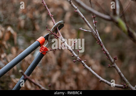 Baum-Schnitt eines Aprikosenbaum mit Knospen mit astscheren im Frühling gemacht Stockfoto