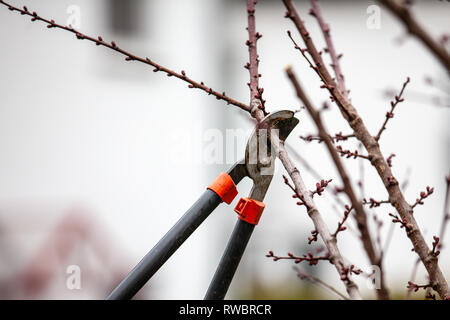 Baum-Schnitt eines Aprikosenbaum mit Knospen mit astscheren im Frühling gemacht Stockfoto