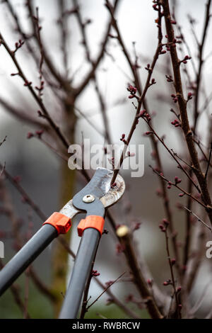 Baum-Schnitt eines Aprikosenbaum mit Knospen mit astscheren im Frühling gemacht Stockfoto