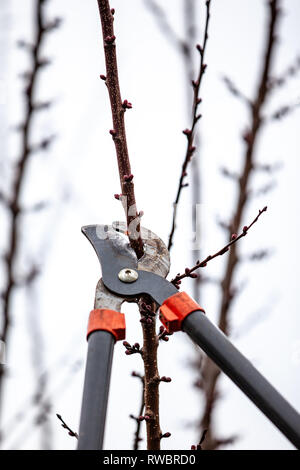 Baum-Schnitt eines Aprikosenbaum mit Knospen mit astscheren im Frühling gemacht Stockfoto