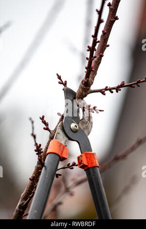 Baum-Schnitt eines Aprikosenbaum mit Knospen mit astscheren im Frühling gemacht Stockfoto