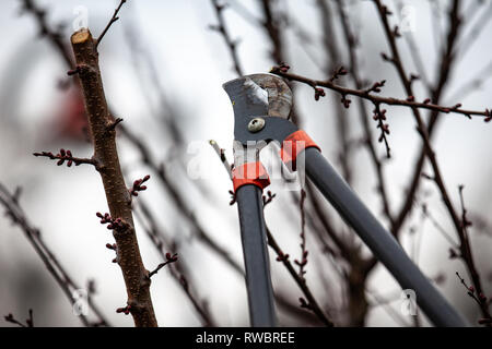 Baum-Schnitt eines Aprikosenbaum mit Knospen mit astscheren im Frühling gemacht Stockfoto