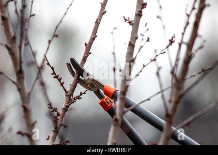 Baum-Schnitt eines Aprikosenbaum mit Knospen mit astscheren im Frühling gemacht Stockfoto