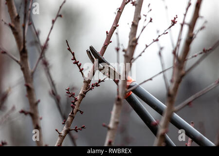 Baum-Schnitt eines Aprikosenbaum mit Knospen mit astscheren im Frühling gemacht Stockfoto