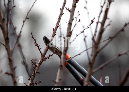 Baum-Schnitt eines Aprikosenbaum mit Knospen mit astscheren im Frühling gemacht Stockfoto