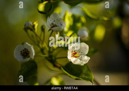 Eine Birne Blumen blühen auf gelb-grüne Blätter Hintergrund. Ein Blumen an der sonnigen Tag Stockfoto