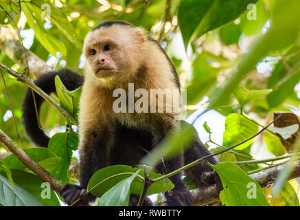 Kapuziner White-Faced sitzen im Blätterdach Stockfoto