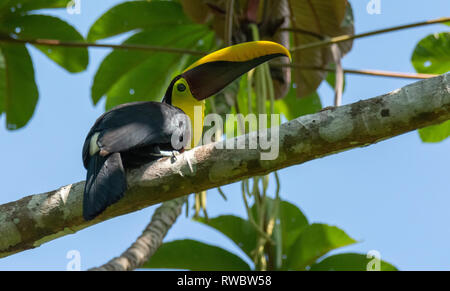 Yellow-Throated Toucan sitzen auf Zweig Stockfoto