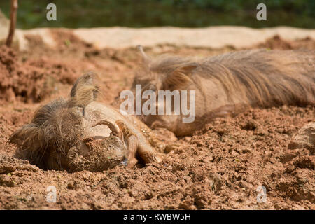 Paar gemeinsame Warzenschweine, Phacochoerus Africanus, präsentiert ein schlammbad in der Sonne. Selektiver Fokus Stockfoto