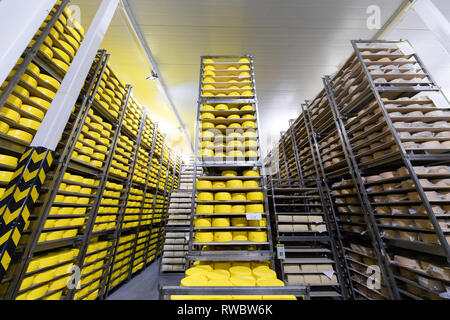 Regale mit gelben Käse Köpfe. Milchfabrik Stockfoto