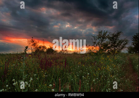 Sommer Sonnenuntergang in der ukrainischen Steppe. Die ukrainische Landschaft. Sonnenuntergang in der Steppe. Gewitterwolken im Sommer. Sommer Blumen auf Sonnenuntergang Hintergrund. Stockfoto