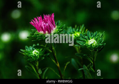 Schöne bunte aster Blumen blühen. Herbst violette Blüten mit grünen Blüten. Ukrainische aromatische Blumen Stockfoto