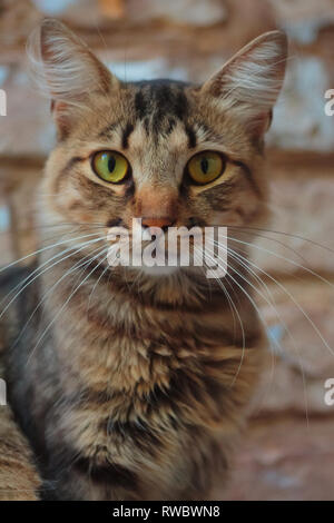 Einsame Katze sitzt auf Gesims und Blick in die Kamera. Schönen rauchigen Katze mit grünen Augen und weißen Schnurrbart auf Stein Hintergrund Stockfoto