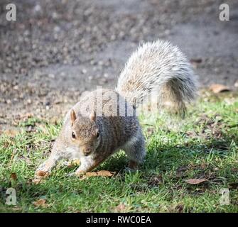 London, Großbritannien. 5 Mär, 2019. Ein Eichhörnchen im Park an einem sonnigen Tag in Central London. Credit: Ioannis Alexopoulos/SOPA Images/ZUMA Draht/Alamy leben Nachrichten Stockfoto
