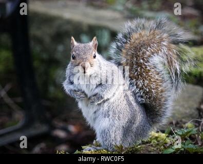 London, Großbritannien. 5 Mär, 2019. Ein Eichhörnchen gesehen posieren für ein Foto im Park im Zentrum von London an einem sonnigen Tag. Credit: Ioannis Alexopoulos/SOPA Images/ZUMA Draht/Alamy leben Nachrichten Stockfoto