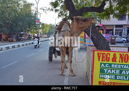Jaipur, Indien. 02 Feb, 2019. Ein Kamel wartet auf seinen Besitzer in Jaipur im Norden Indiens im Bundesstaat Rajasthan, auf 02.02.2019 | Verwendung der weltweiten Kredit aufgezeichnet: dpa/Alamy leben Nachrichten Stockfoto
